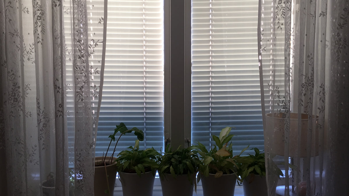 green potted plant on white window blinds