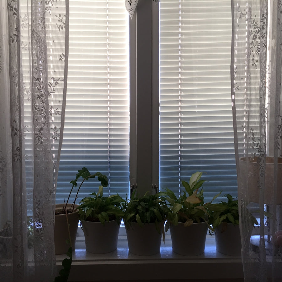 green potted plant on white window blinds
