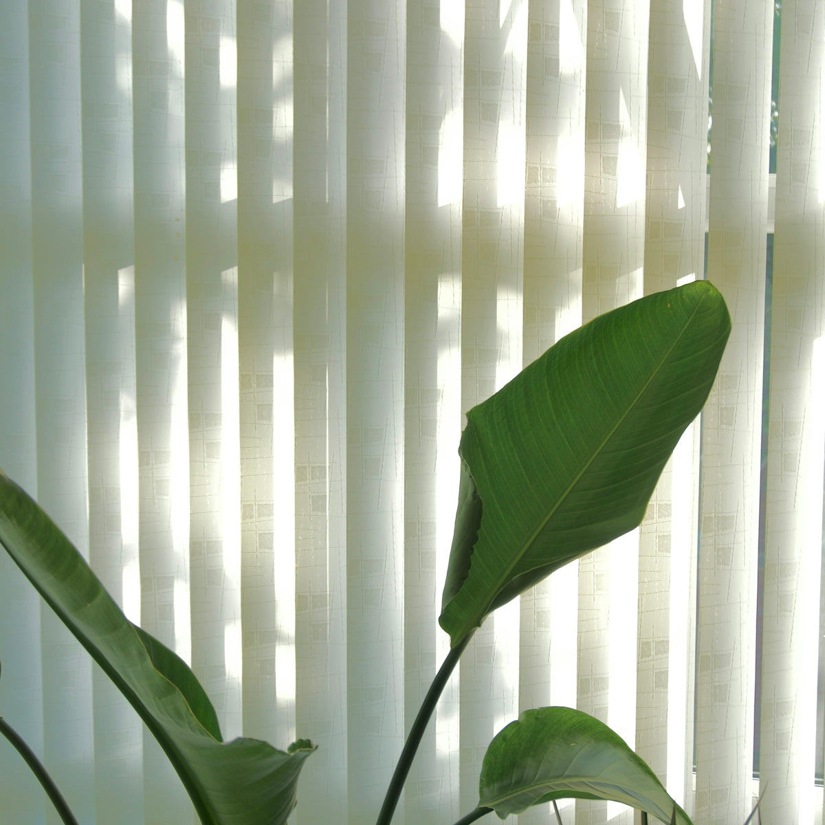 a potted plant sitting in front of a window