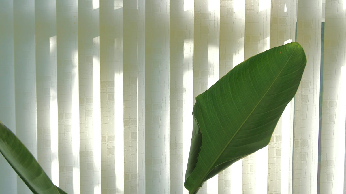 a potted plant sitting in front of a window