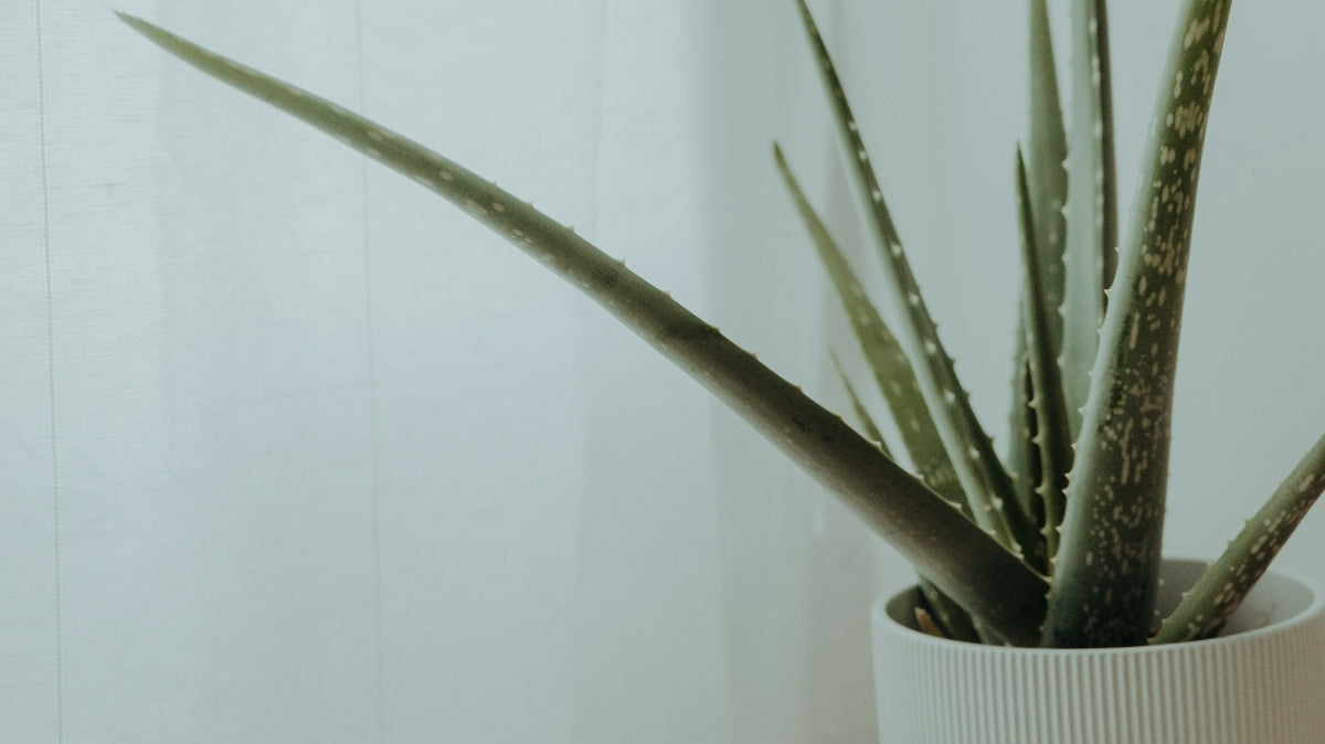 a potted plant on a shelf