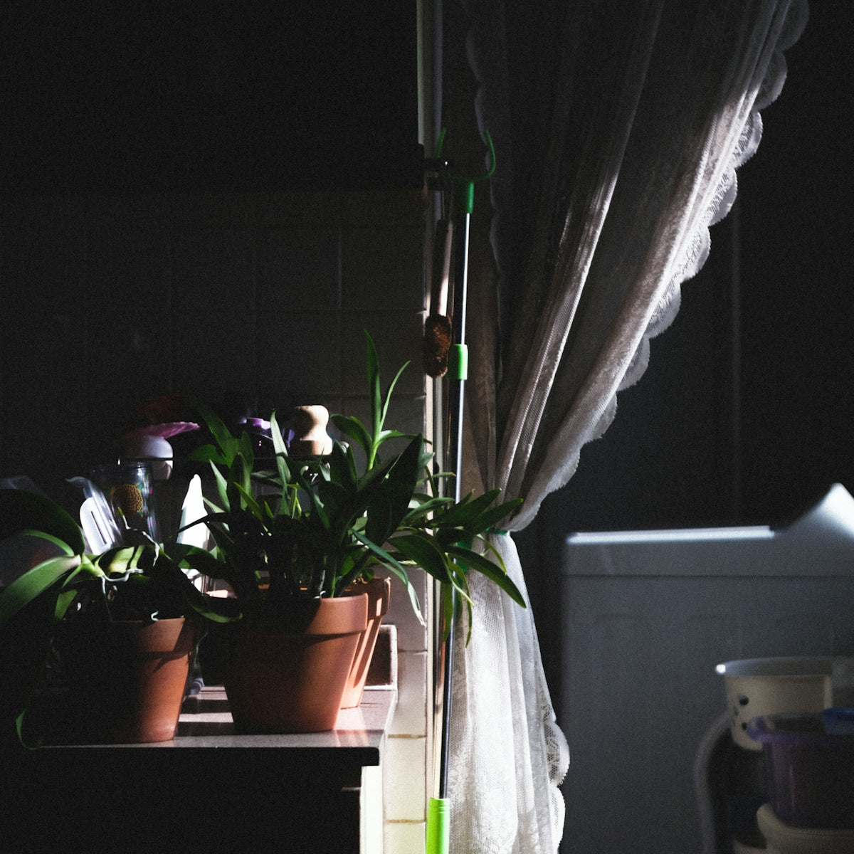 a plant in a pot