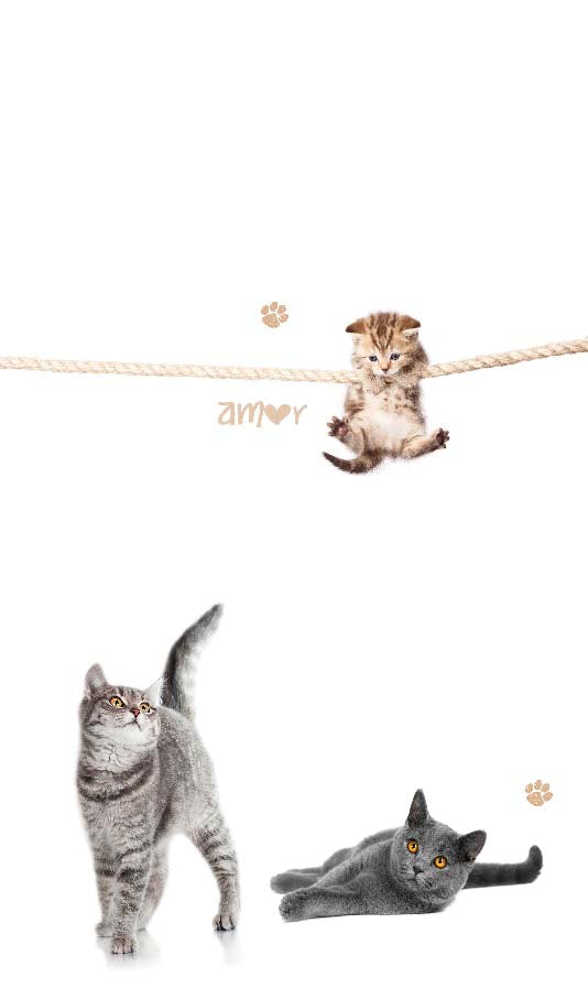 Vorhang Schal blickdicht verdeckte Schlaufen Universalband Digitaldruck (Höhe x Breite cm) 20490 Vorhang 20490cats_7c0afed2-c5a4-43ab-9a6d-0f5c72ef78f0 | Gardinenbox.de