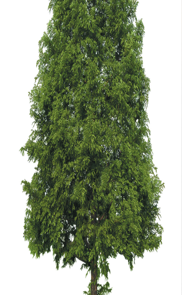 2er Set Schiebegardine Flächenvorhang Wildseide Optik und Voile Paneel 80400 Schiebegardine 80400baum_413f7145-7bb0-4a0a-97cb-88c172a347ed | Gardinenbox.de