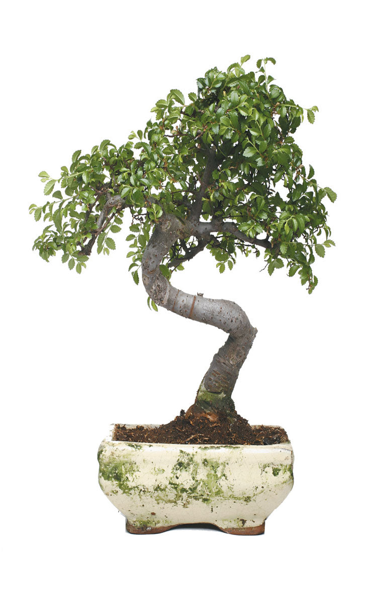 2er Set Schiebegardine Flächenvorhang Wildseide Optik und Voile Paneel 80400 Schiebegardine 80400bonsai_2fe620c1-5971-4301-a512-3a6e94ff009e | Gardinenbox.de